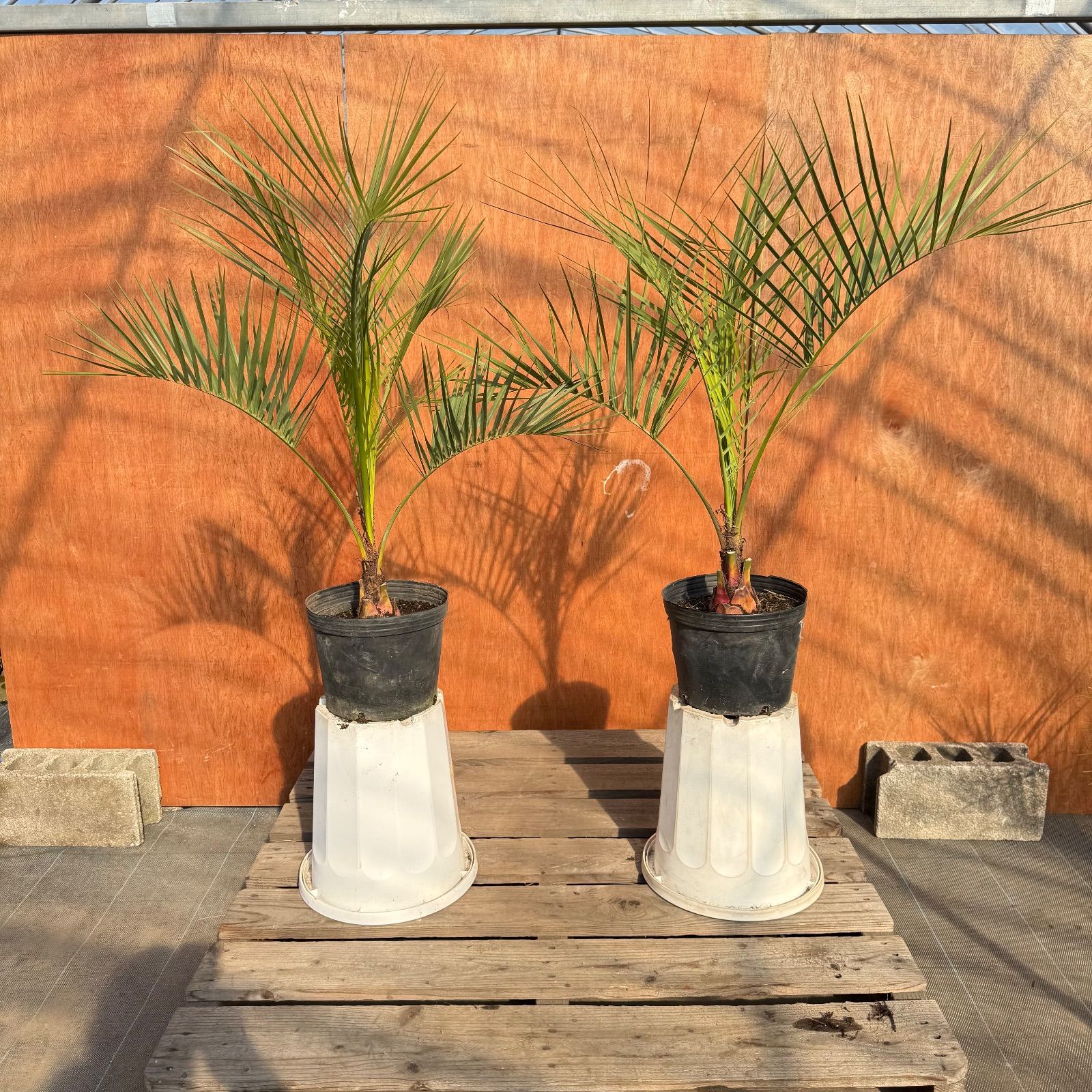 初心者OK】ココスヤシ2本セット｜すぐ庭に映えるサイズ・ポット入り