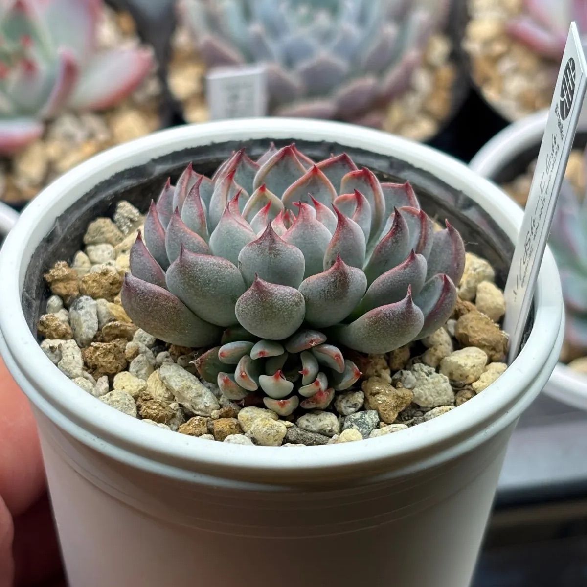 ☆超レア美苗！☆ザラゴーサSPノバ（子株2付き）多肉植物（土ポット