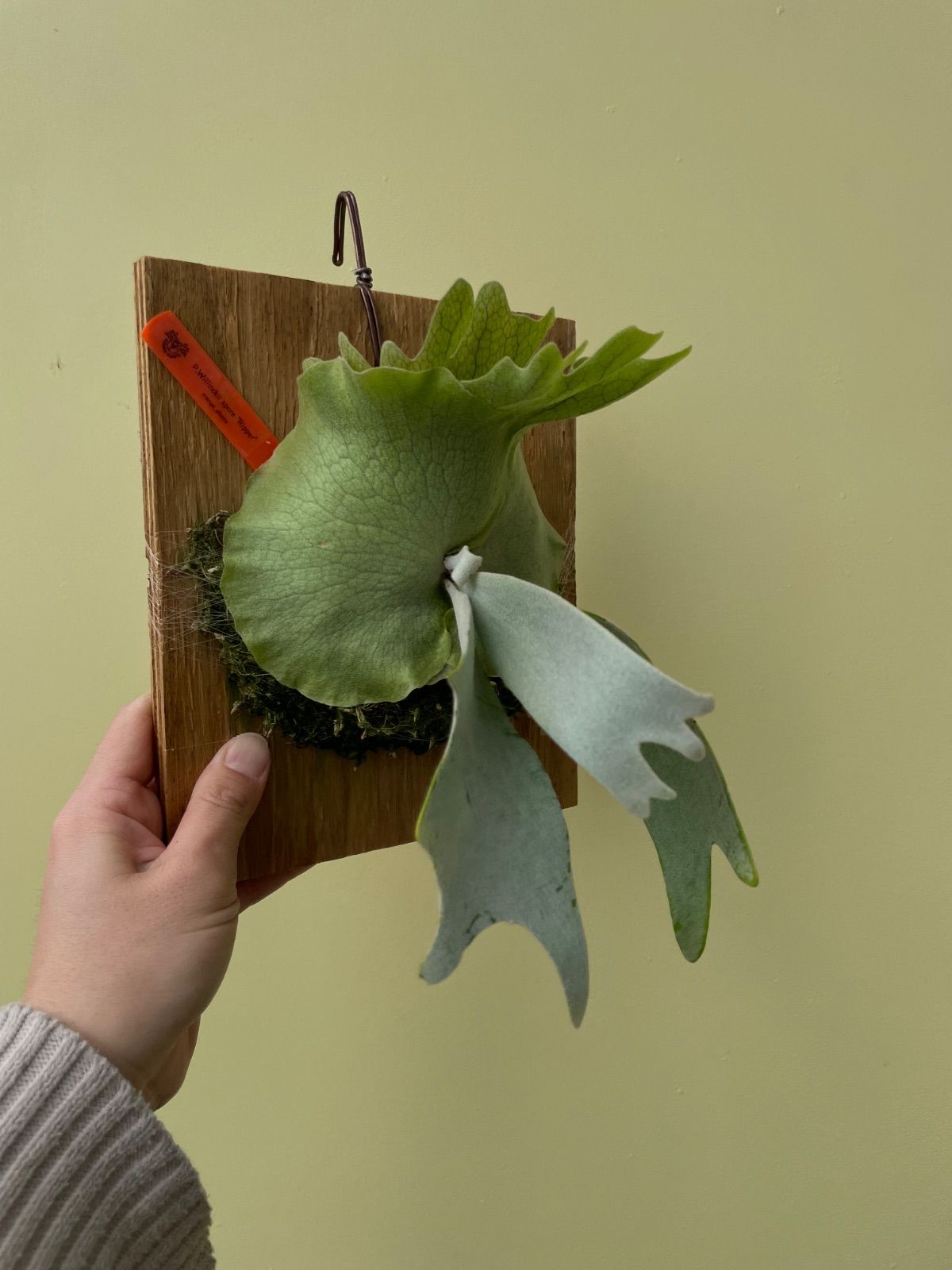 ビカクシダ ウィリンキースポア P.Willinckii spore 