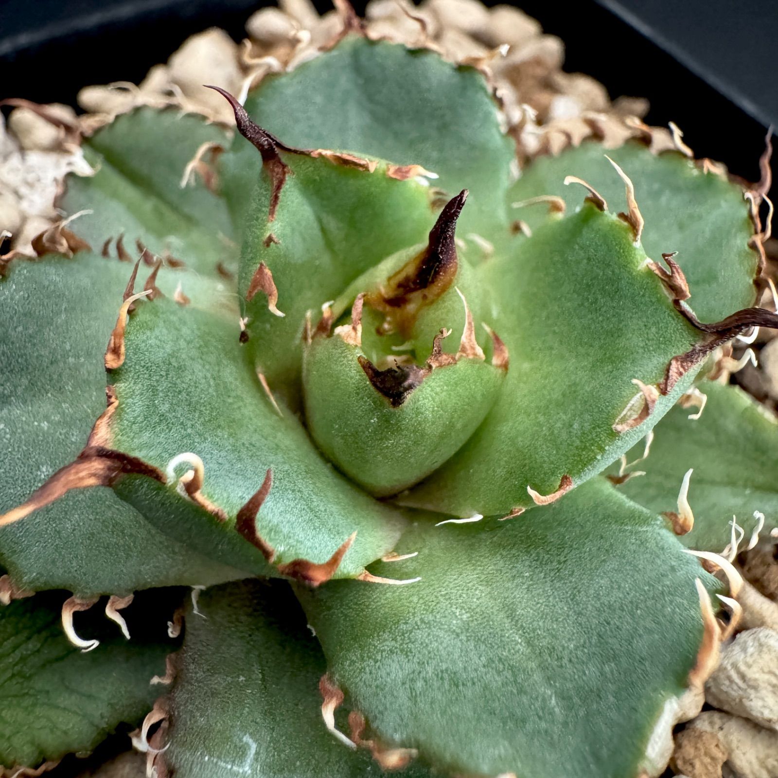 アガベ フィリグリー チタノタ オテロイ 子株① - メルカリ