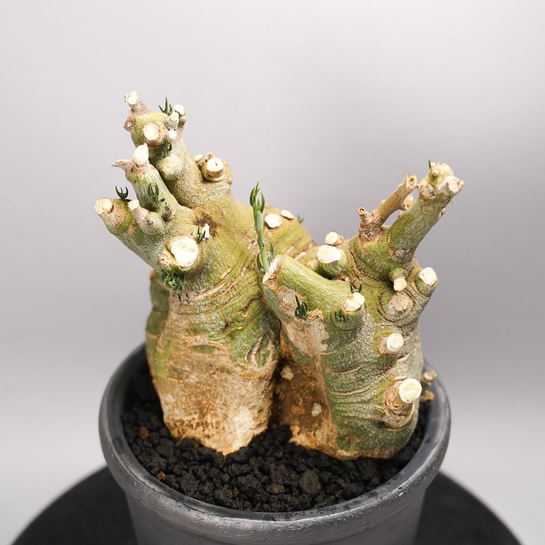 F52 アデニア ペチュエリー Adenia pechuelii ナミビア産 発根済み