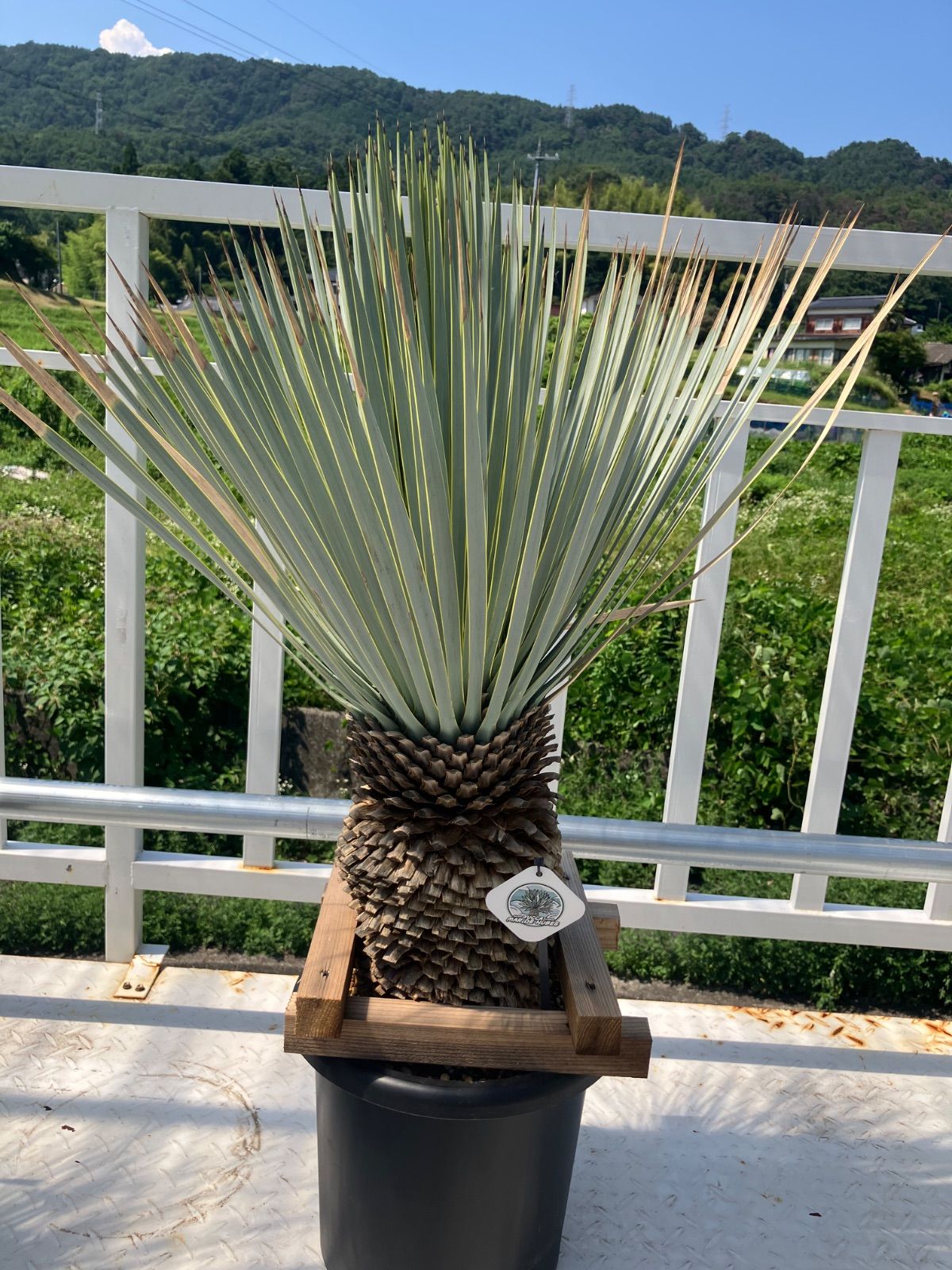 ユッカ マルデヌベス verロスト⑥ ユッカマルデヌベスver.ロスト 6