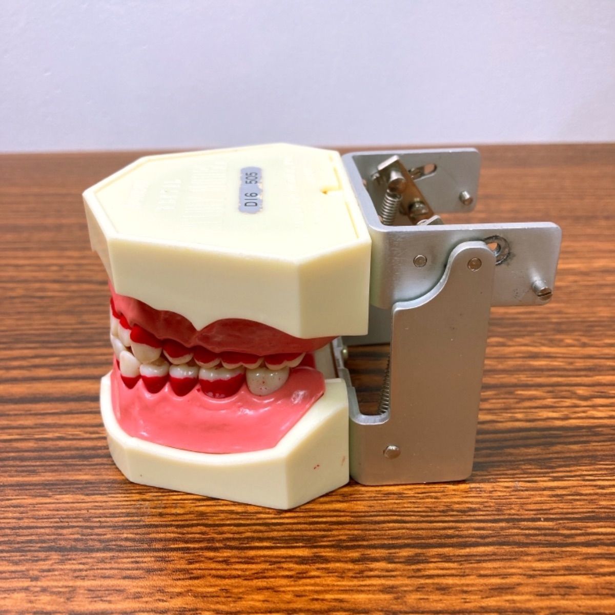 NISSIN 顎模型 歯科衛生士 歯科医師 歯科 顎模型 歯科衛生士学校 SRP