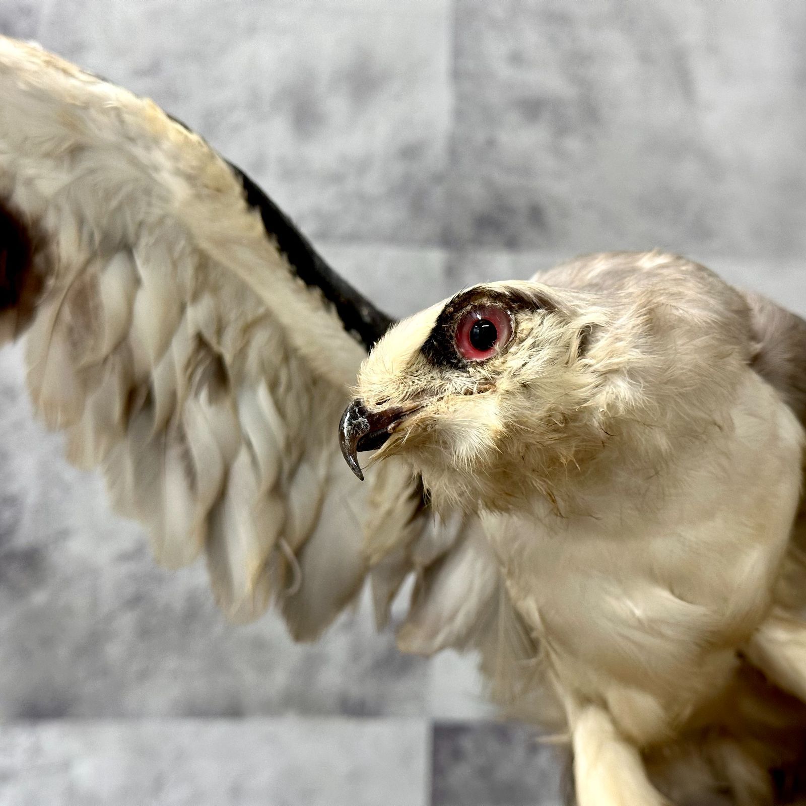 トンビ トビ 剥製 はく製 鳶 カタグロトビ インテリア リユース品