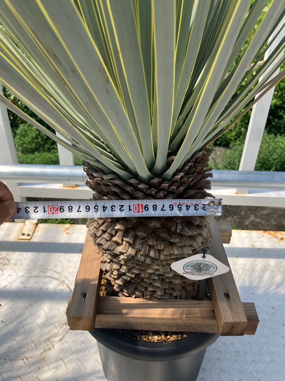 ユッカ マルデヌベス ロストラータ 太株 - メルカリ