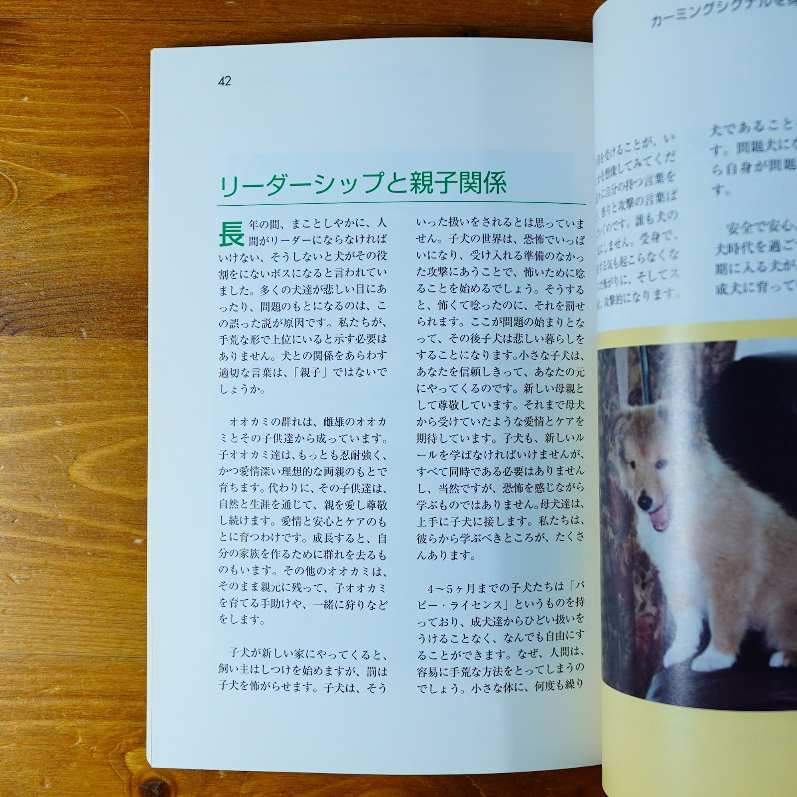 カーミングシグナル by.トゥーリッド・ルーガス (ads犬の本) d3000