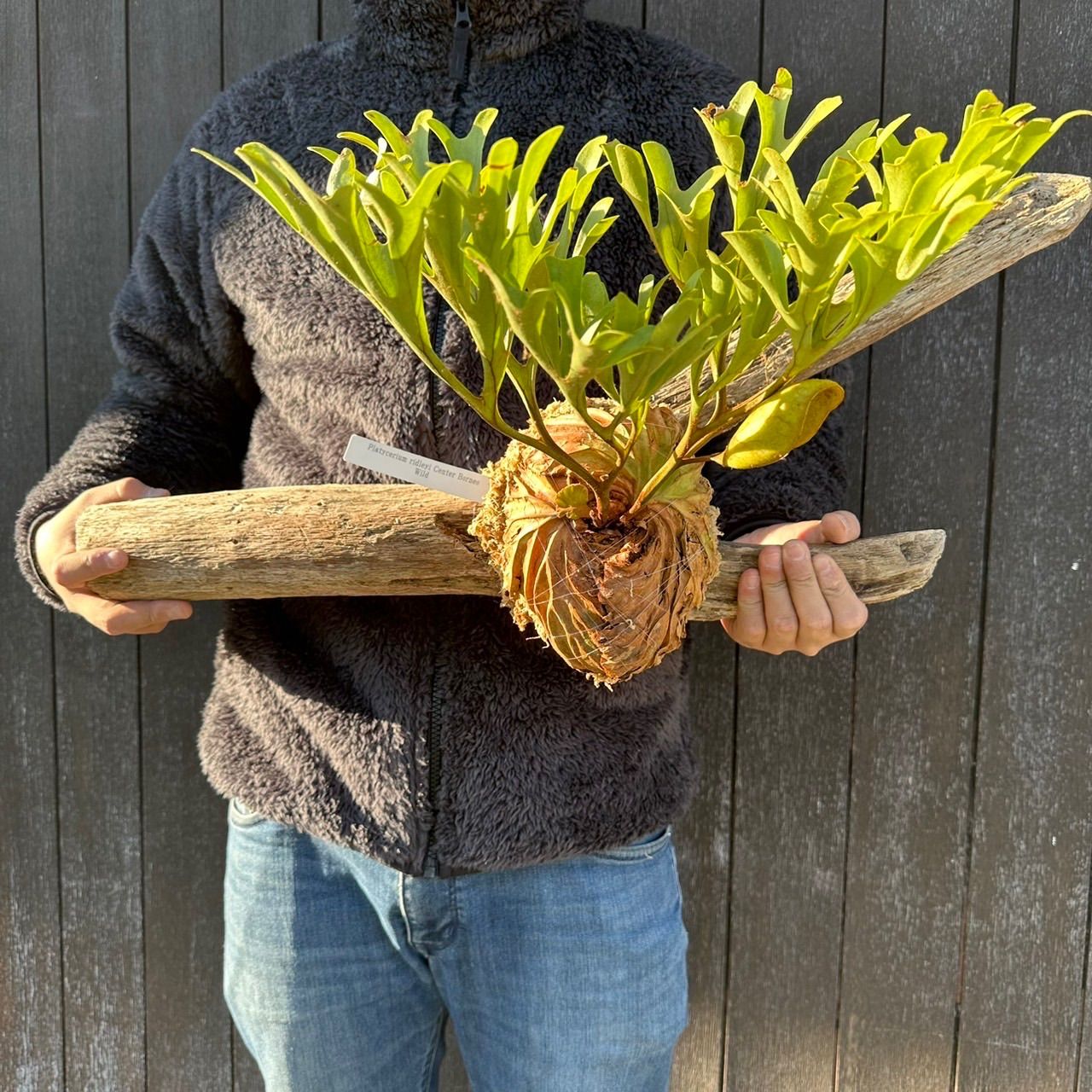 ビカクシダ ウィリンキー リドレイ Wild 胞子 2セット❗️ - メルカリ