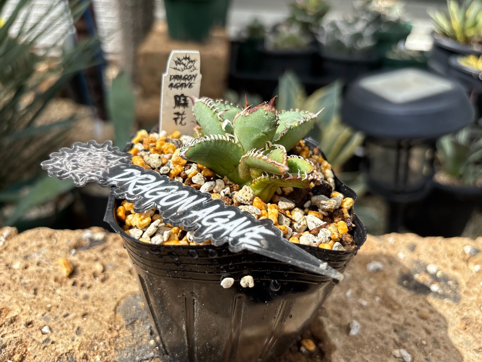 Dragon Agave産》アガベ チタノタ '麻花'（'麻花龍'）｜台湾アガベ、大