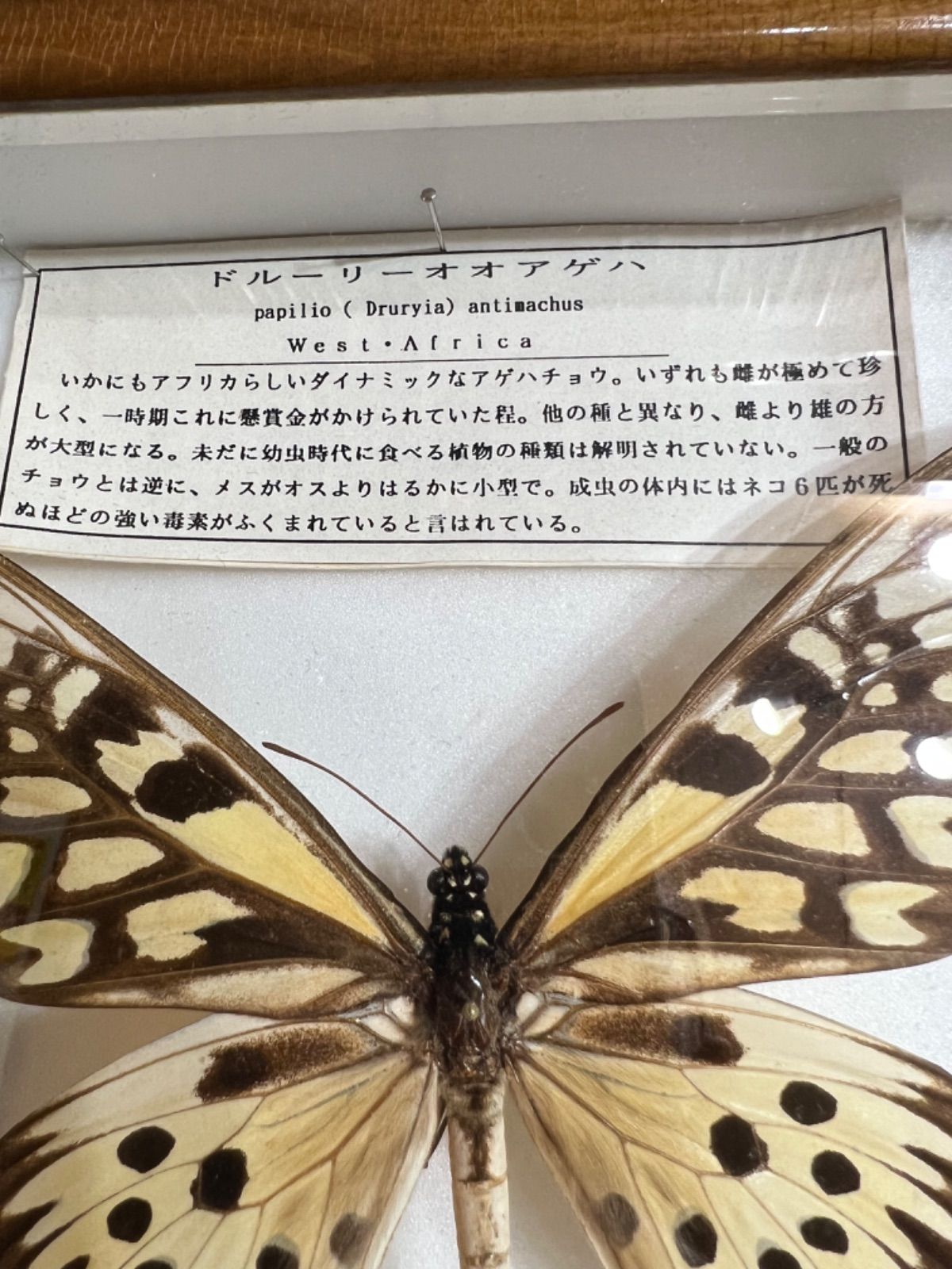 ドルーリーオオアゲハ♂ 超大型 標本 185mm☆アフリカ産☆本当に巨大