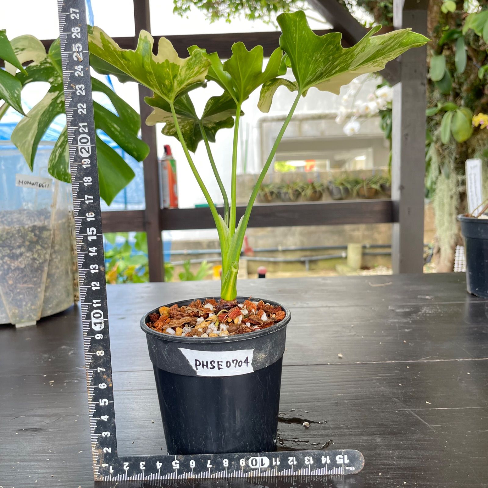 極斑】フィロデンドロン セローム 斑入り Philodendron Selloum