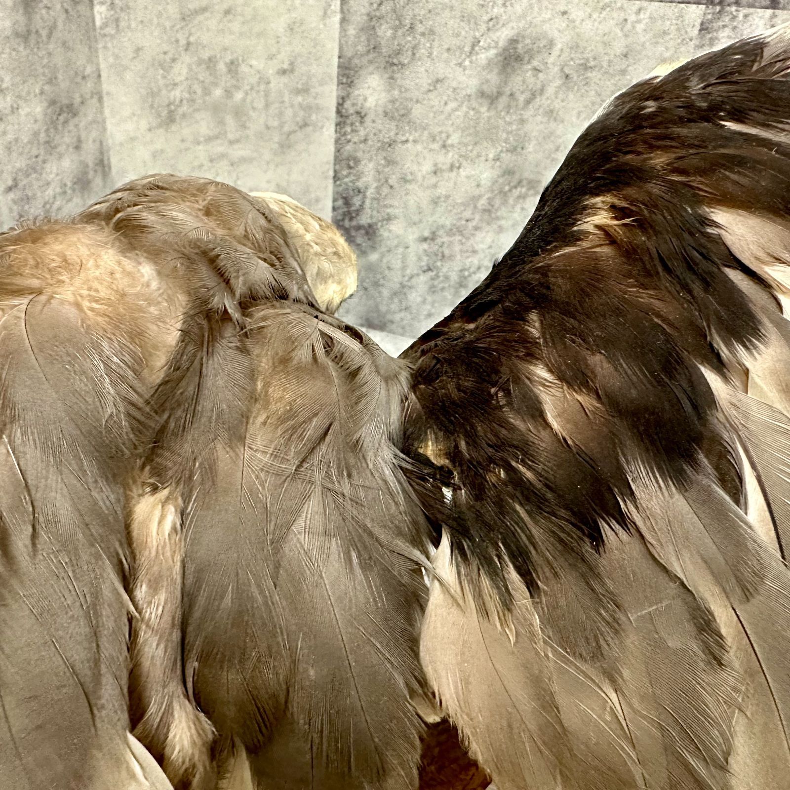 トンビ トビ 剥製 はく製 鳶 カタグロトビ インテリア リユース品