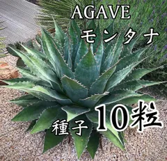 2026年最新】アガベ モンタナの人気アイテム - メルカリ