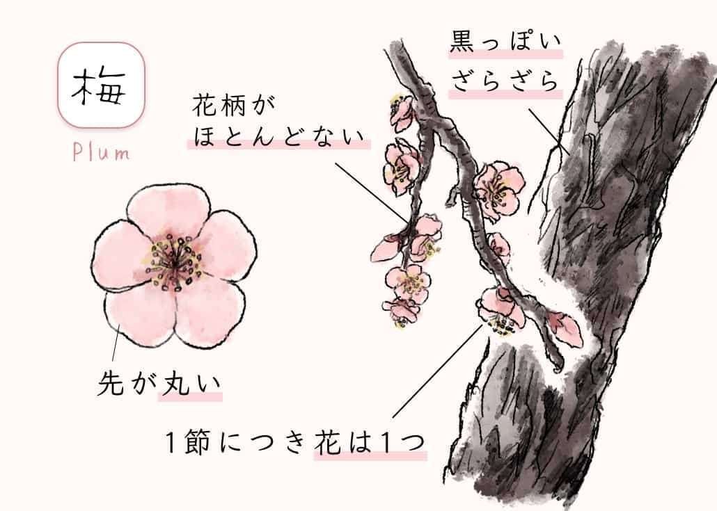 桜梅桃李｜TECHNOuchi