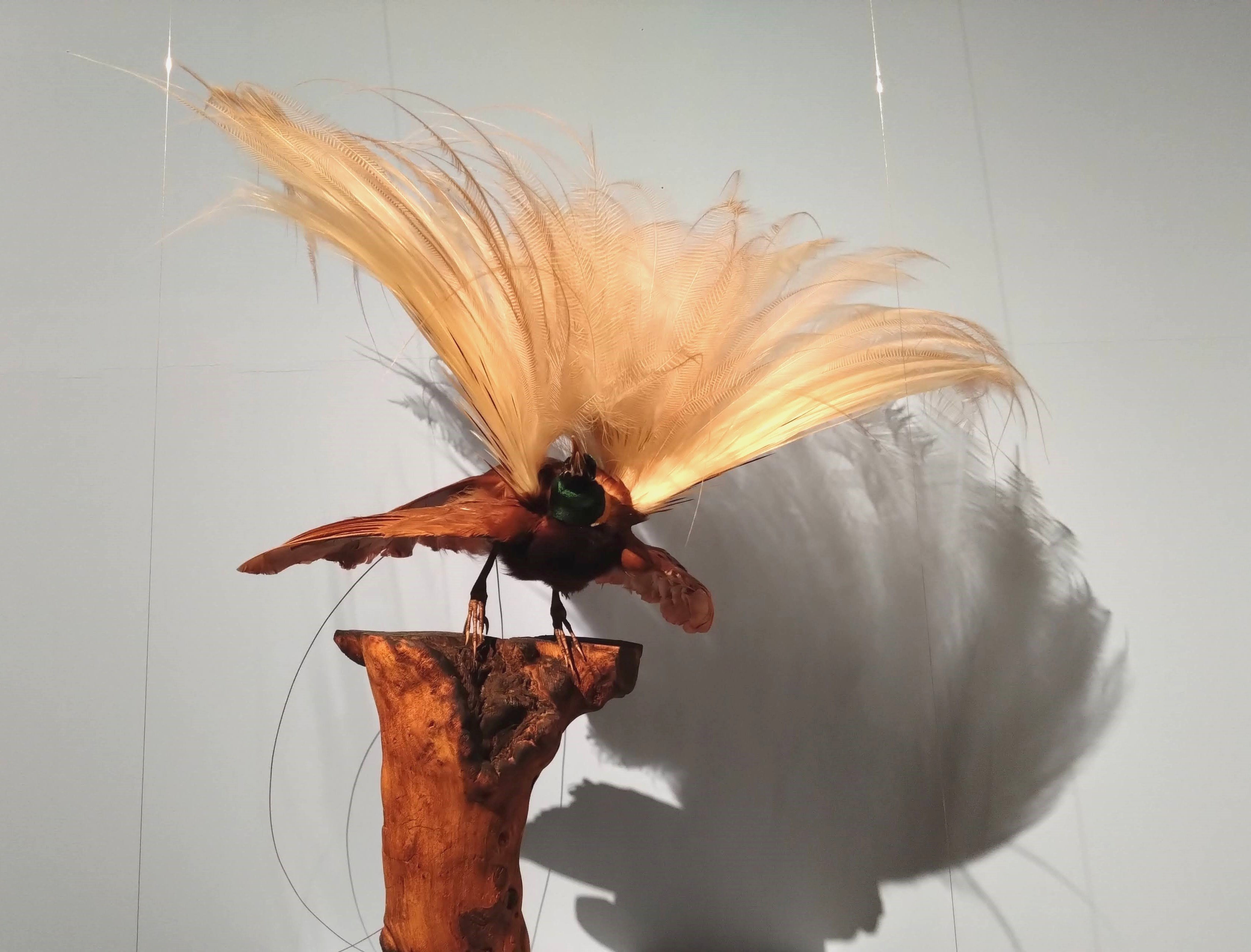 淡*雪様 鳥の標本 極楽鳥 インドネシア 剥製 2026年最新】剥製 極楽鳥