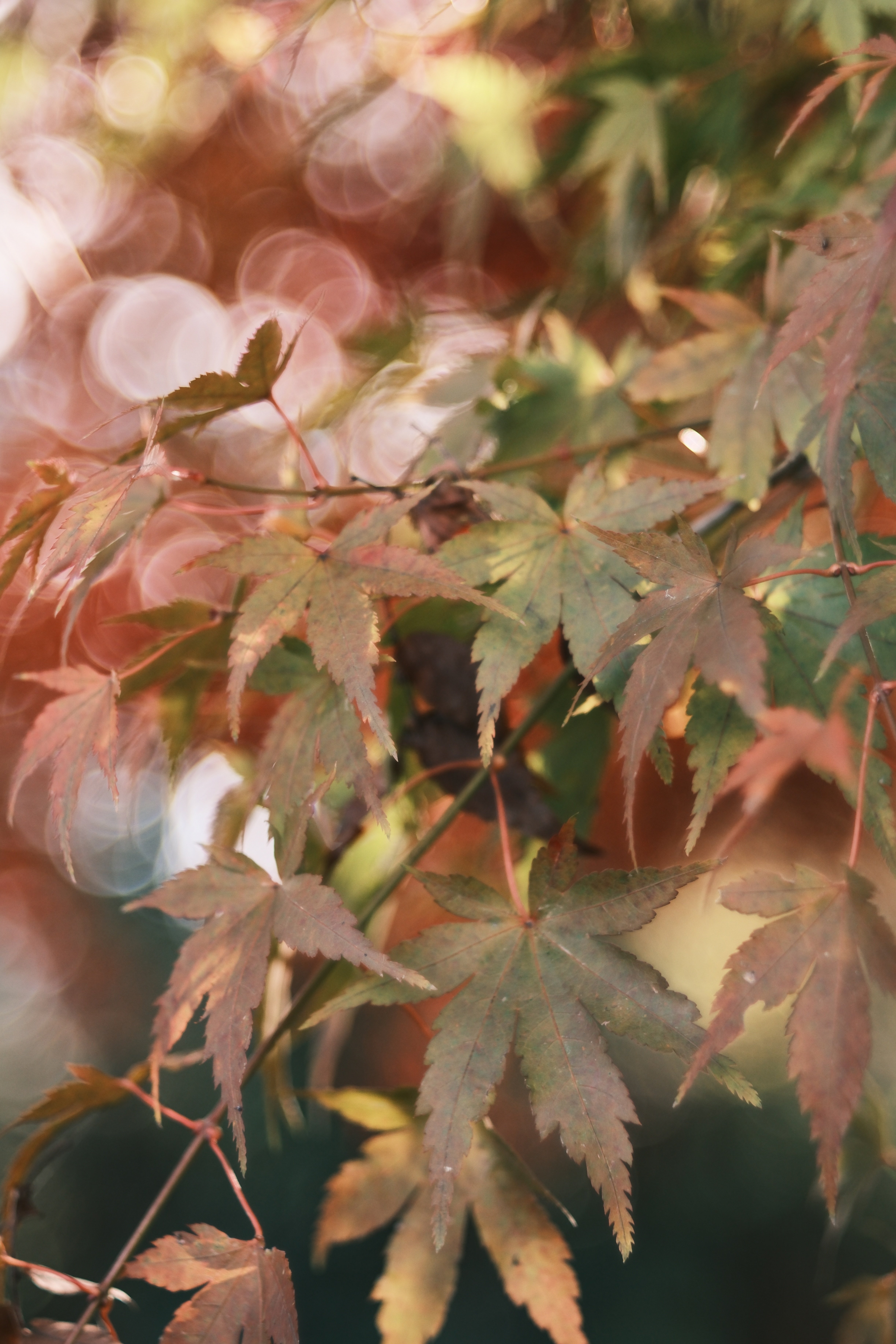 FUJINON 55mm F2.2 ~バブルボケレンズ~｜あお