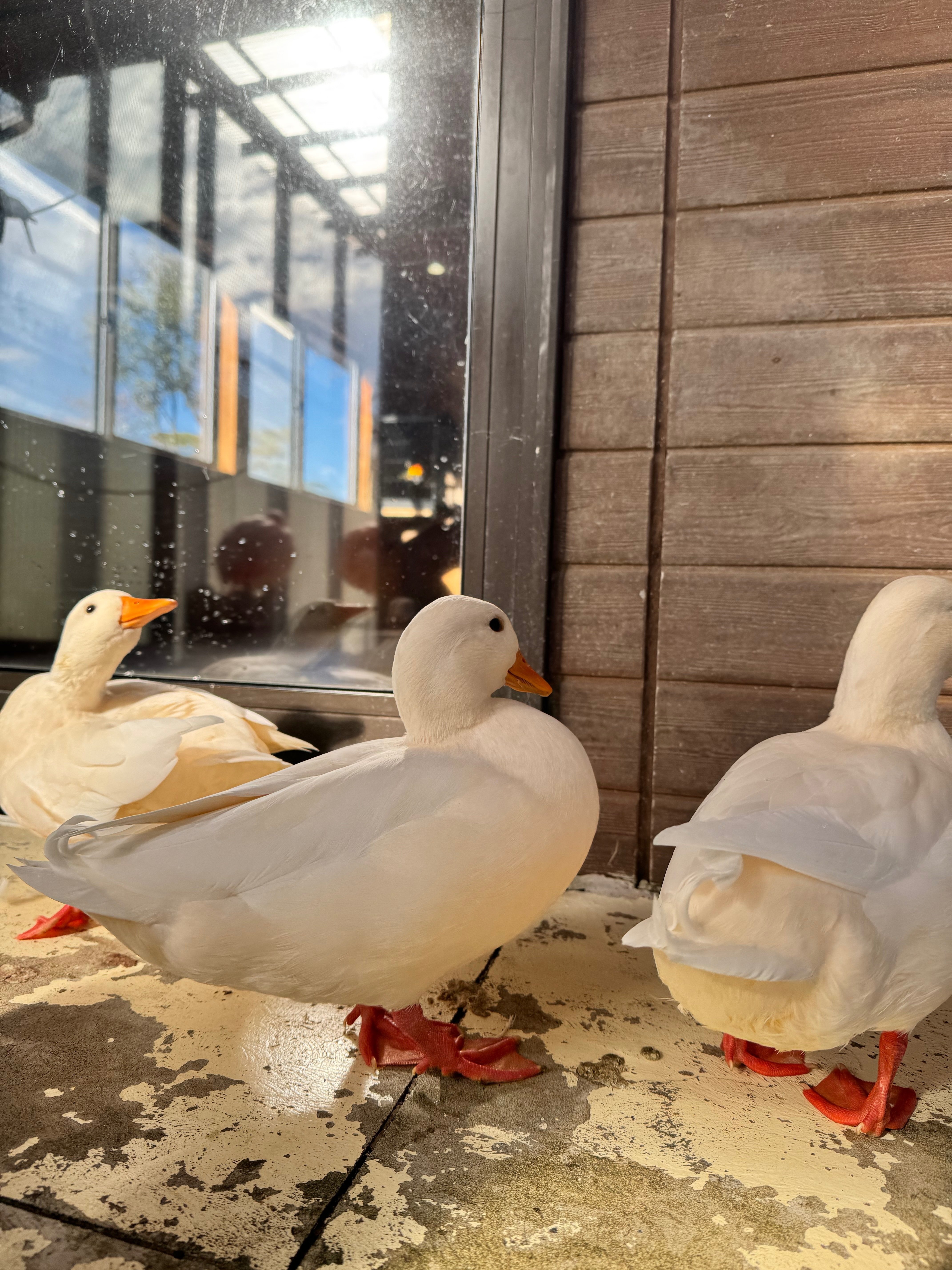 アヒルへの執着⑤｜津ツ麓