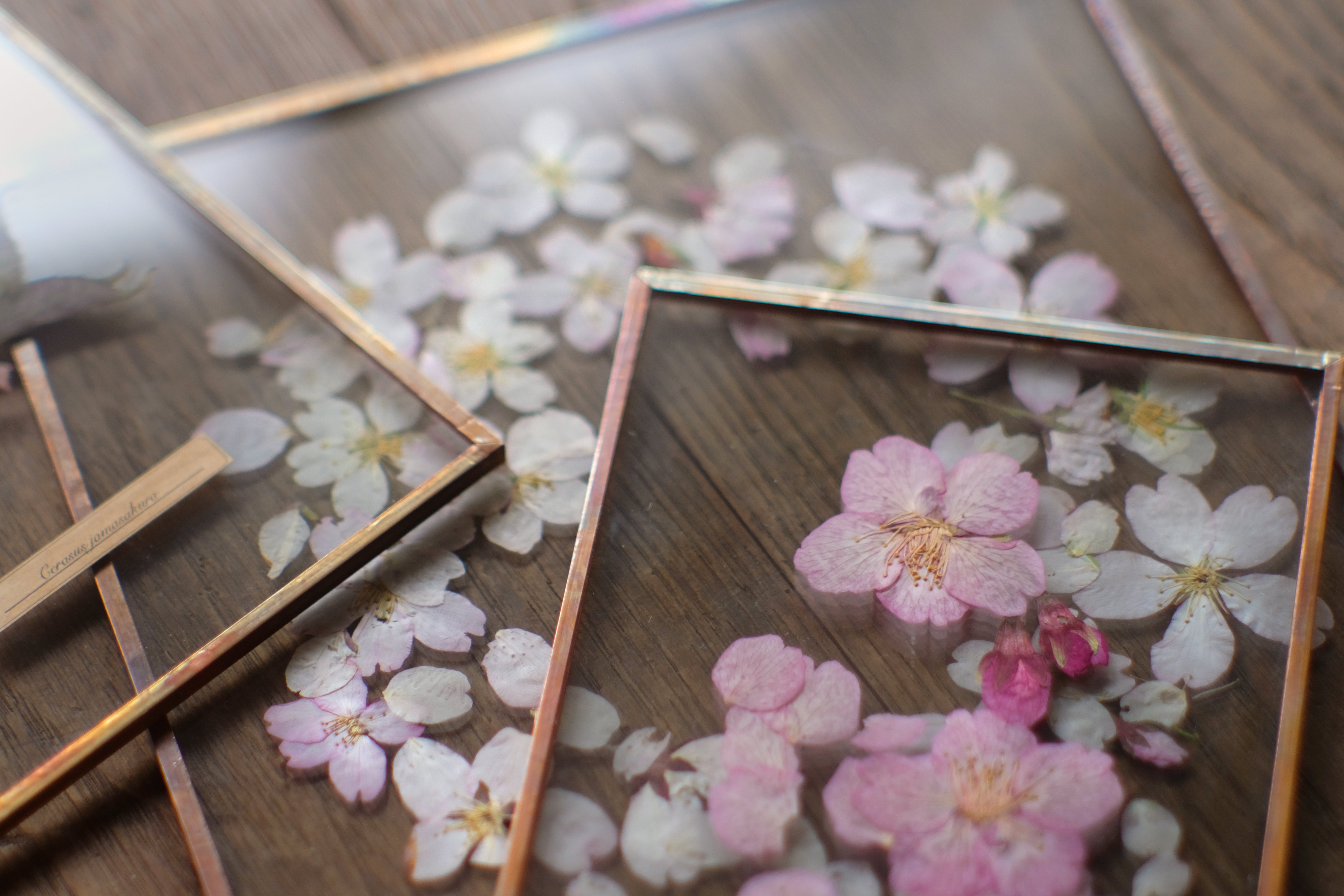 4月1日-4月30日｜はいいろオオカミ＋花屋西別府商店「いつか、どこかで