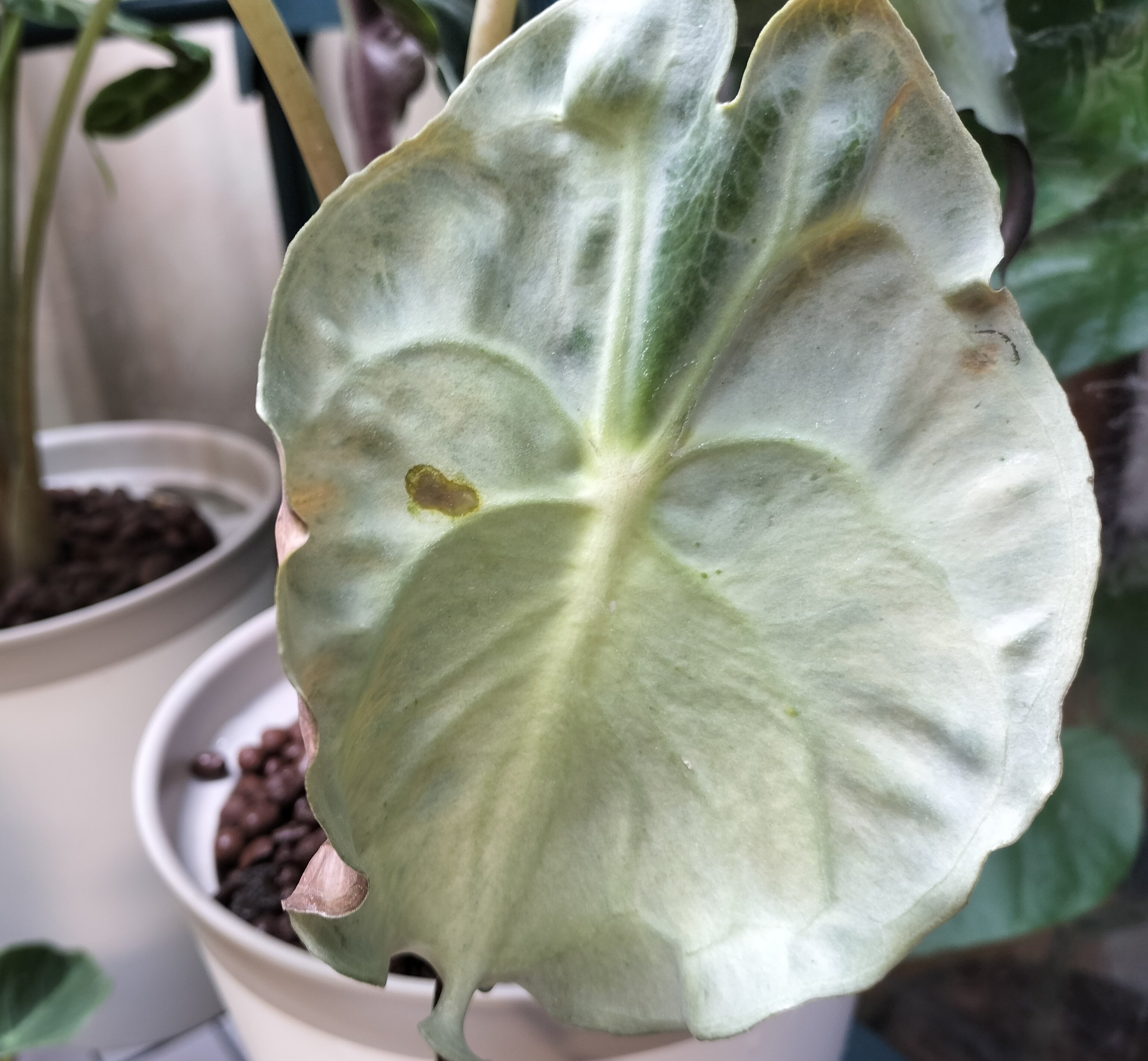 2025/10/18更新】激レアなアロカシア ヴェノム｜バニオレ植物LABO