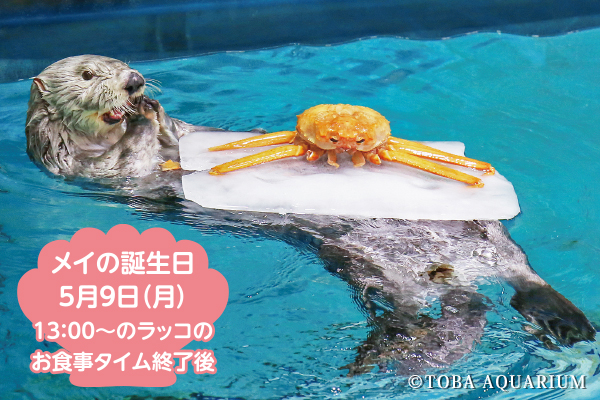 春の企画展「キラ☆メイて！トバスイ春のラッコ祭り」開催！ | 鳥羽