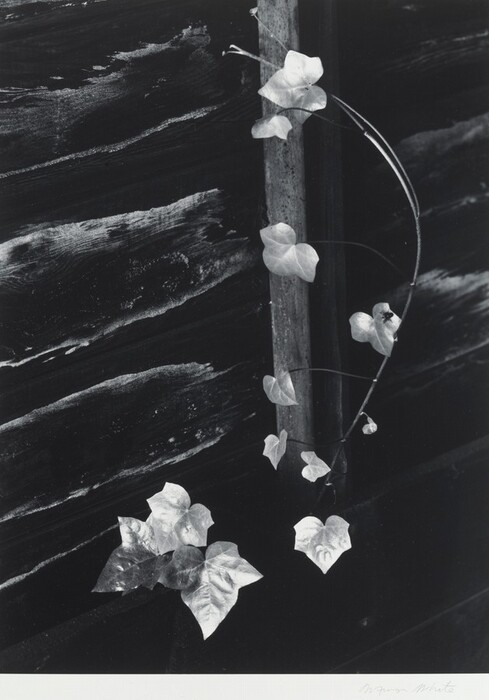 Minor White | National Gallery of Art