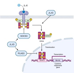 Exploring the mechanism of Jianpi Lishi Jiedu Granules against