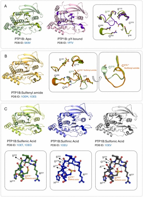 Protein Tyrosine Phosphatase regulation by Reactive Oxygen Species