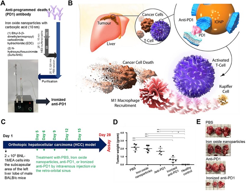 The application of nanoparticles in immunotherapy for
