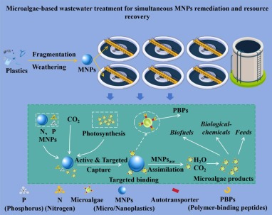 Active and targeted micro/nanoplastics remediation via engineered