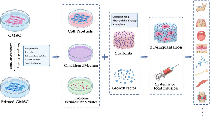 Gingival mesenchymal stem cells: Biological properties and