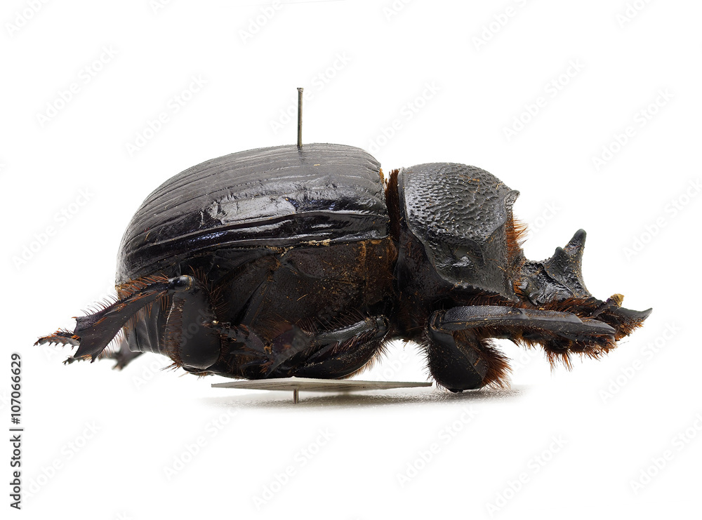 オウサマナンバンダイコクコガネ♀ Stock Photo | Adobe Stock