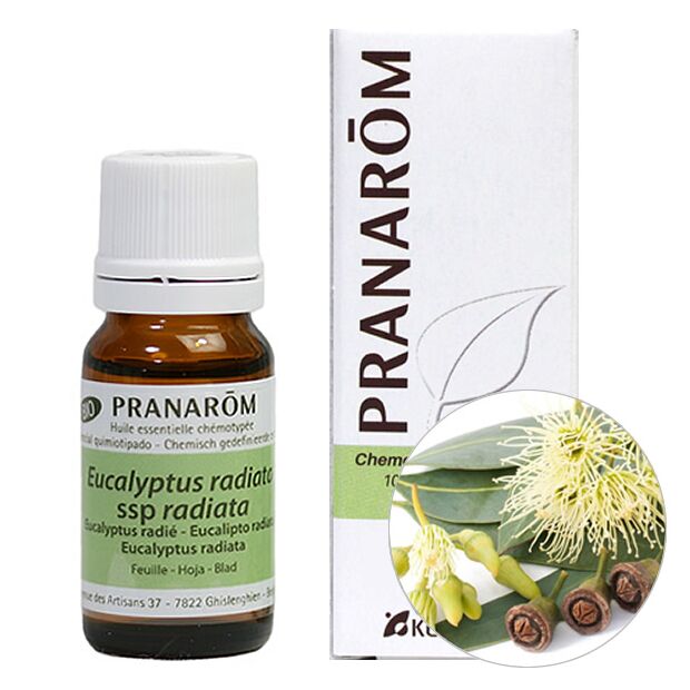 プラナロム ユーカリ ラディアタ｜アロマ×アロマ