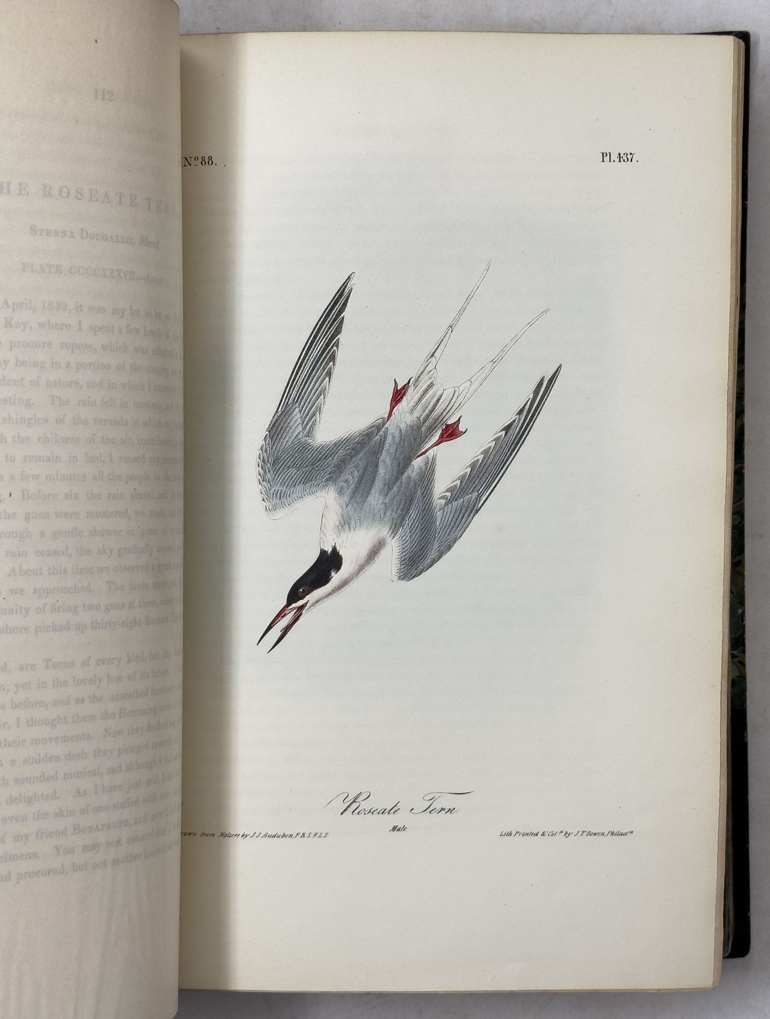 Audubon's Complete Birds of America | AraderBooks