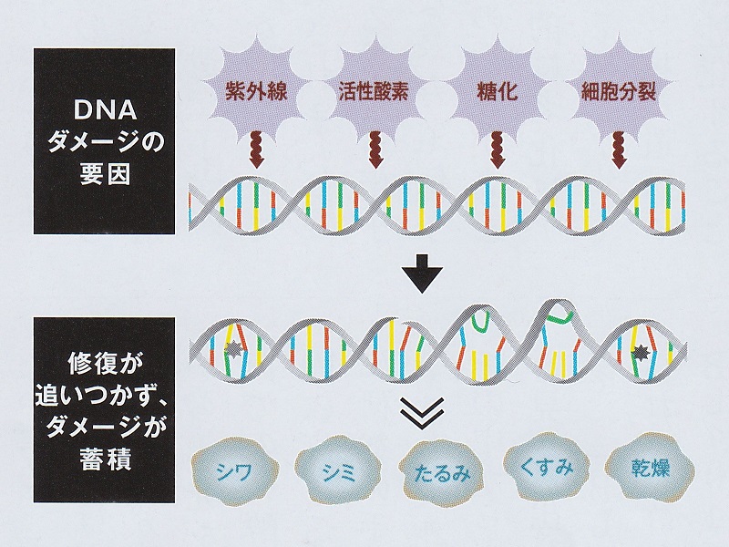 ナガセ ビューティケァ 健康食品 化粧品 通信販売 アルカンジュ