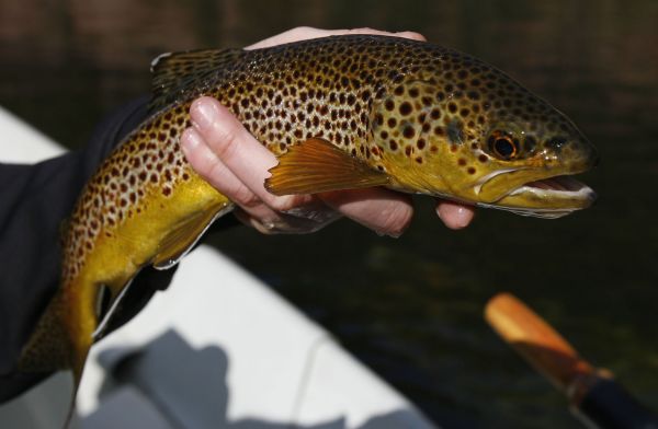 Fishing: Flying on the Green (with new video) - The Salt Lake Tribune
