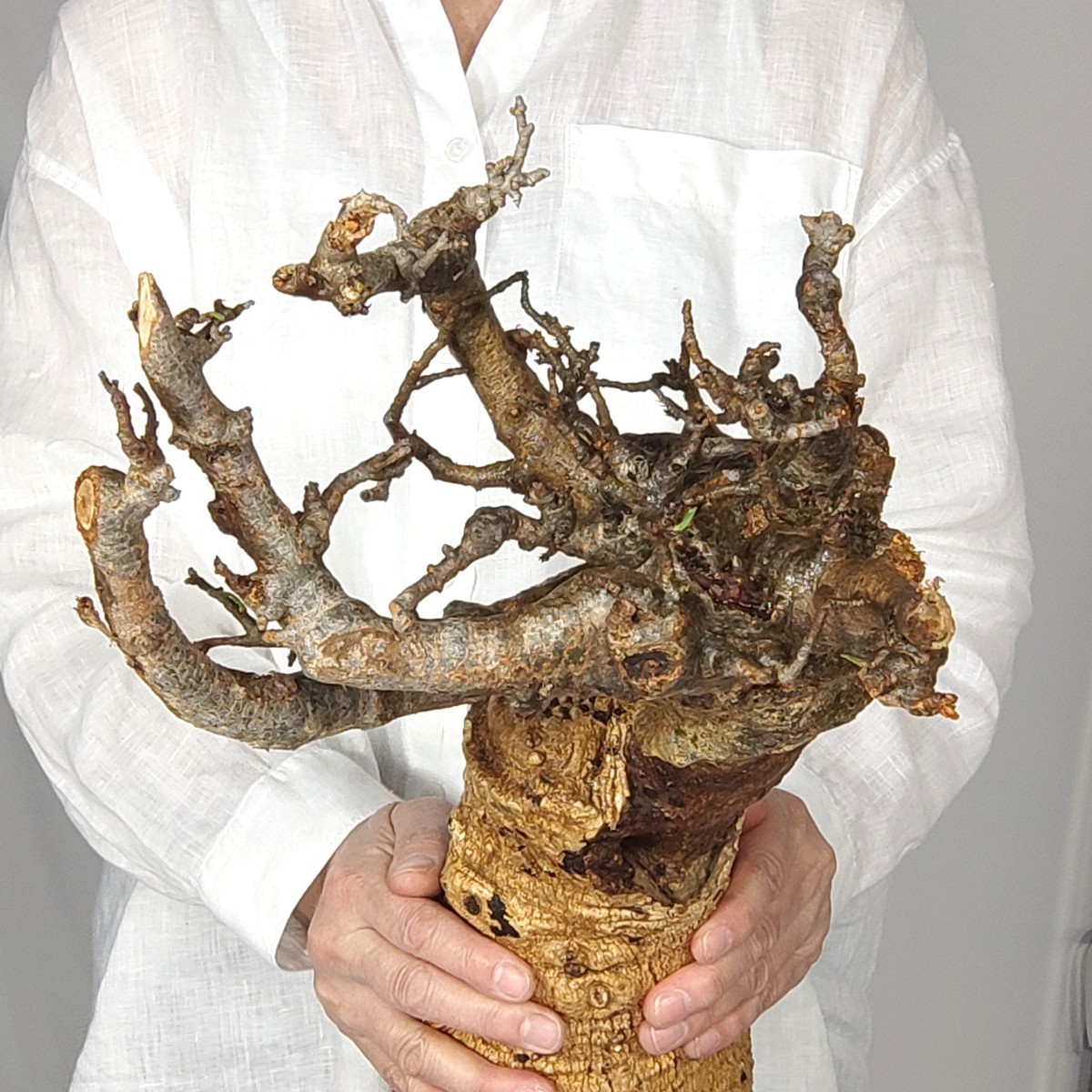 K*K様 激安セール アダンソニア ディギタ バオバブ 塊根植物