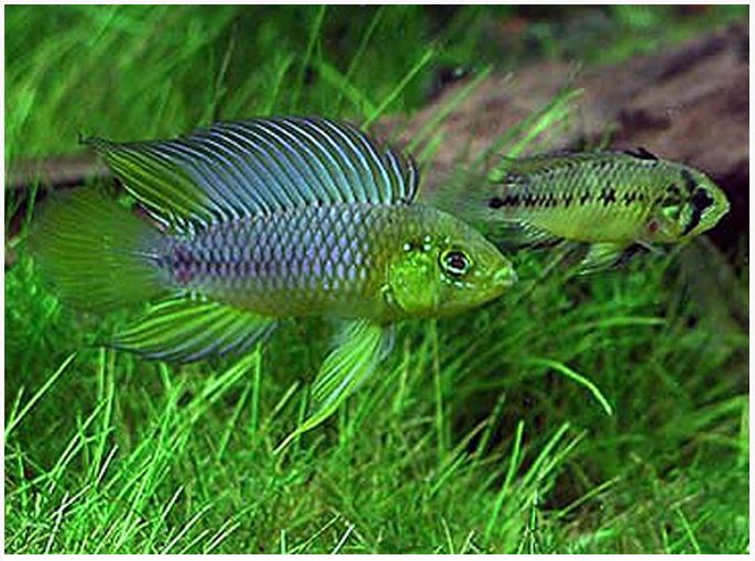 Dwarf Borellii Cichlid | Arizona Aquatic Gardens