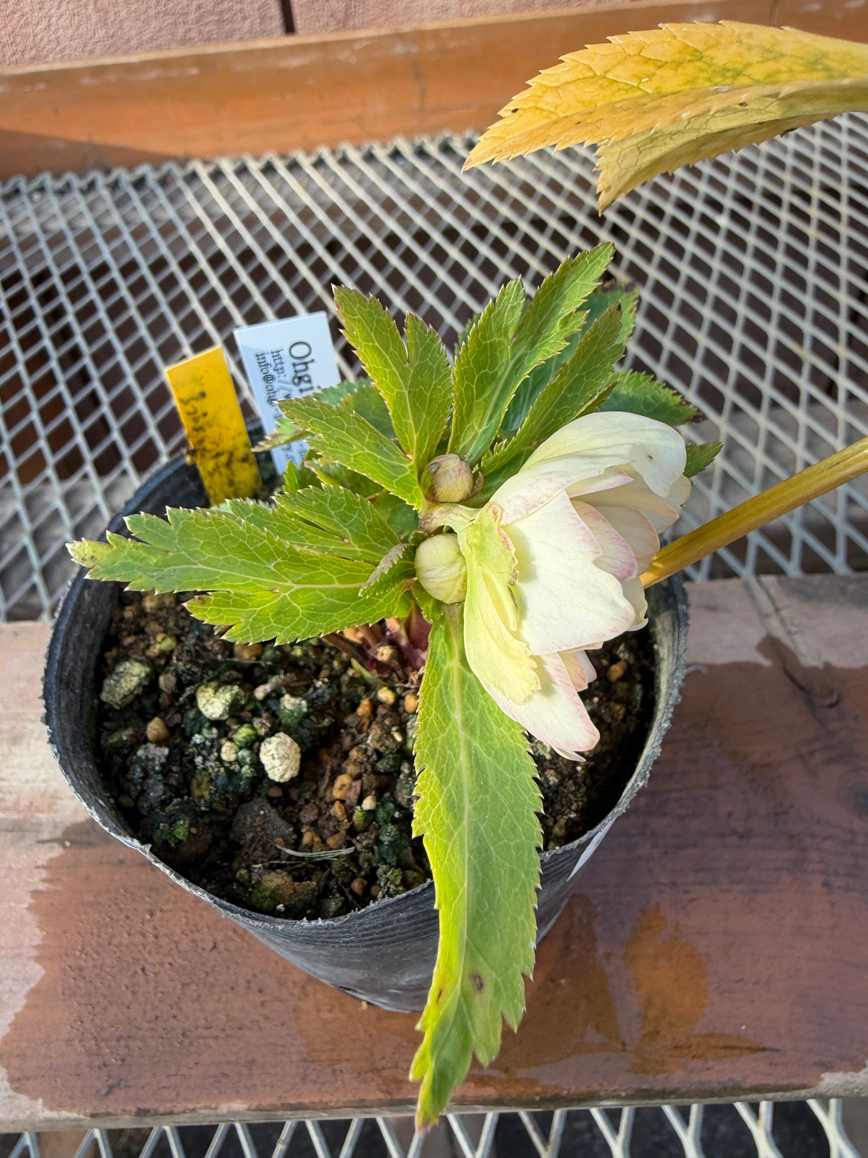 デュメ系オーレアdd 大木ナーサリー クリスマスローズ【Og10】送料無料