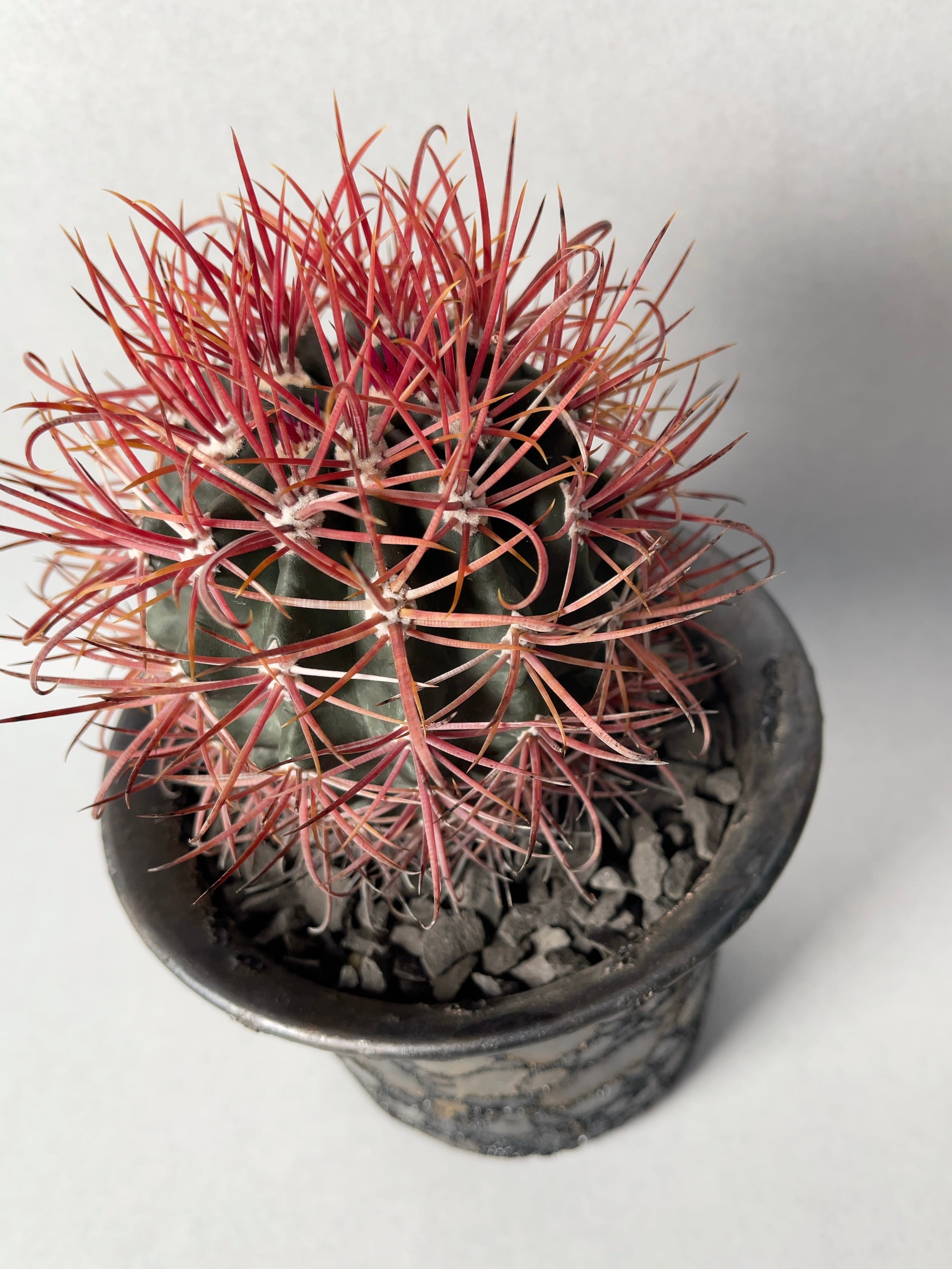 中川智治×trigger】赤刺金冠竜 | trigger