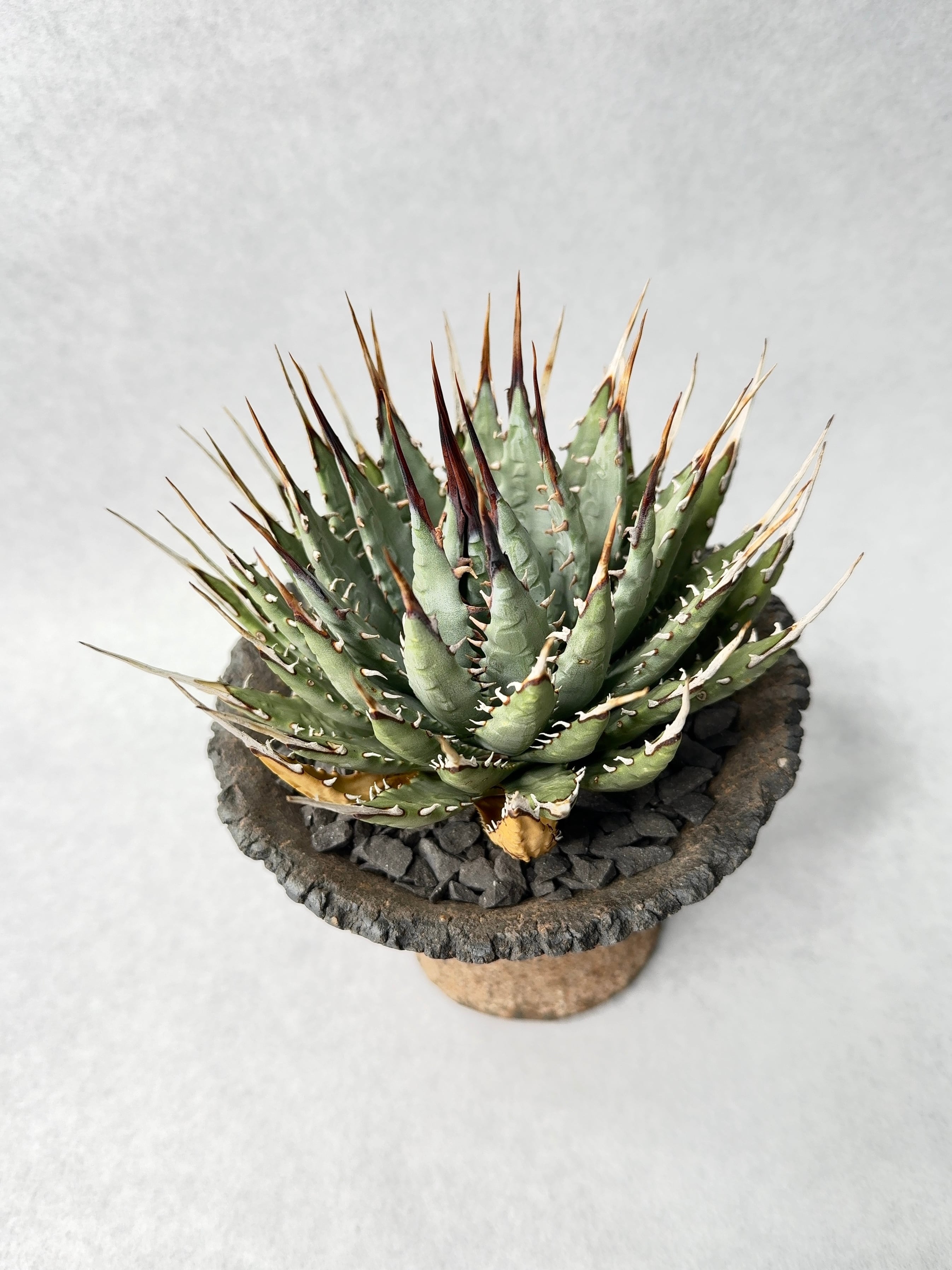 アガベ・ユタエンシス | trigger