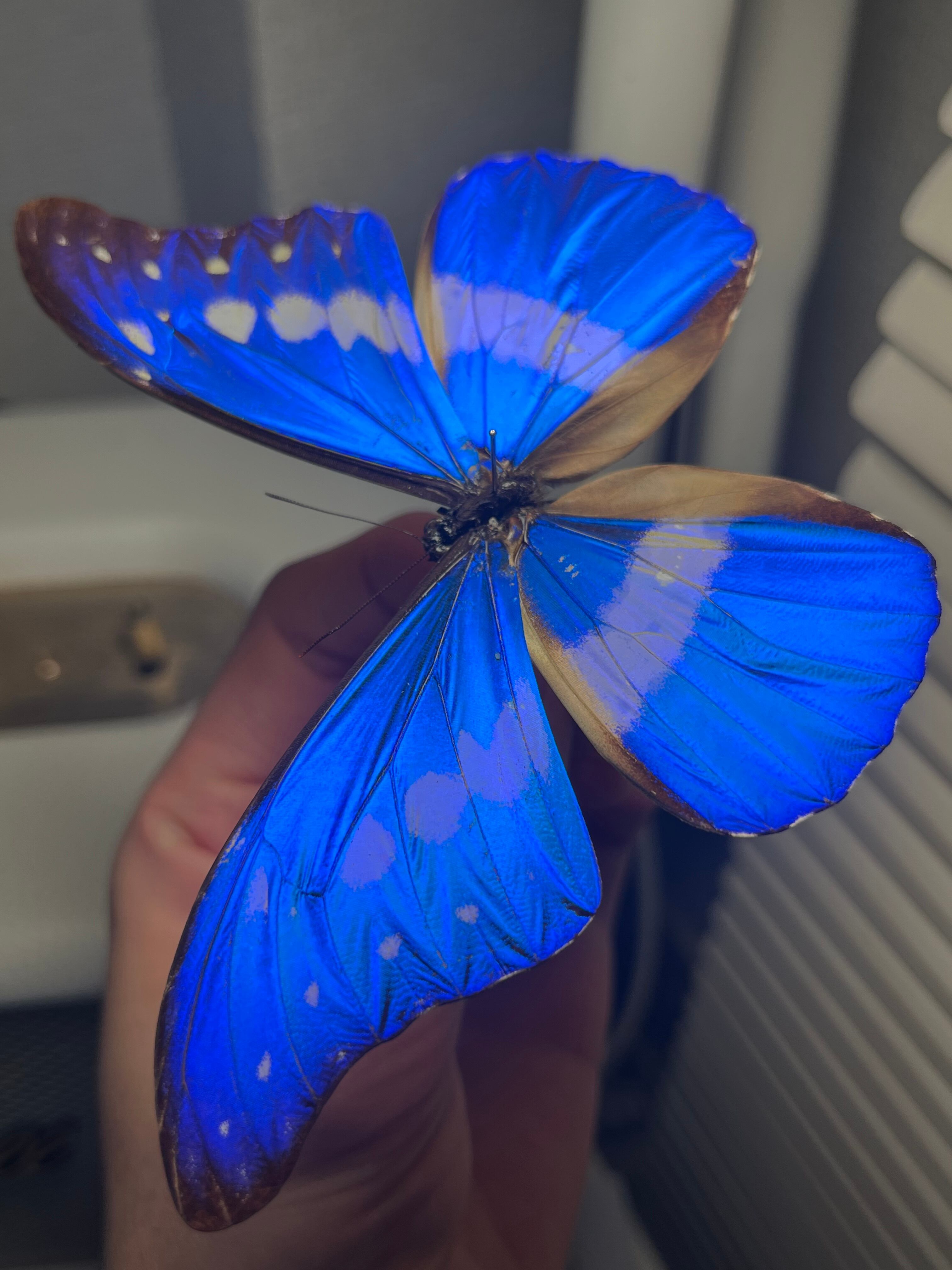 ヘレナモルフォ レテノールモルフォ蝶 蛾ピカソモスモルフォチョウ