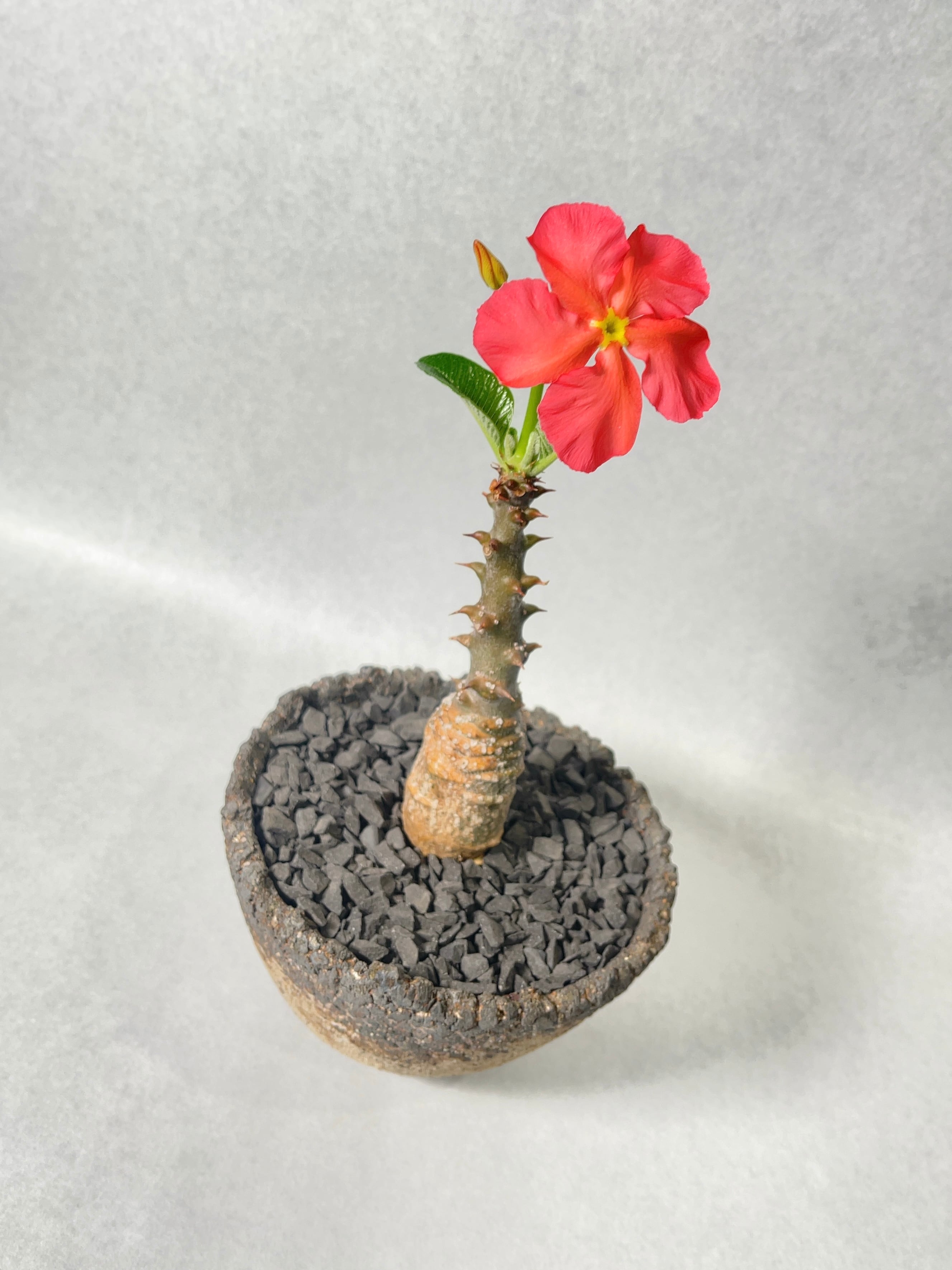 パキポディウム・ウィンゾリー | trigger