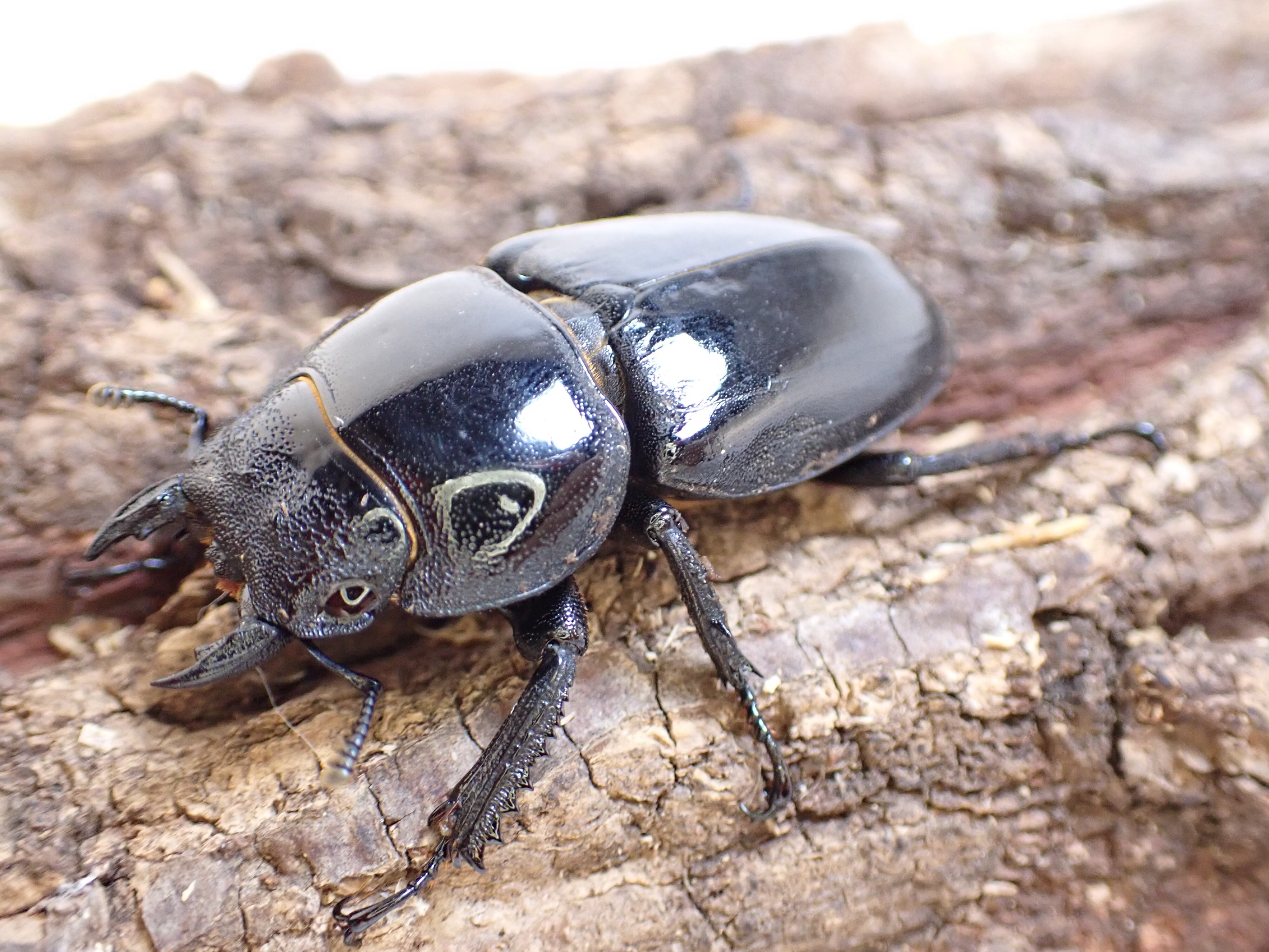 ツシマヒラタ80㎜ペア (51) | クワガタTOP GUN