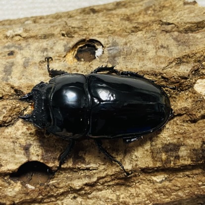 タランドゥスオオツヤクワガタ 成虫ペア オス78mm メス53mm - ヘラゾウ