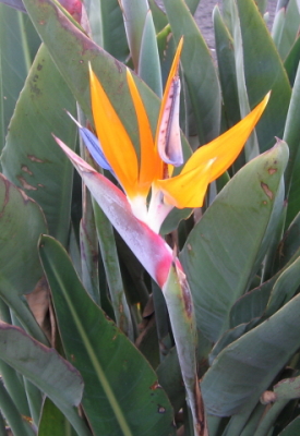 ありのままの自分を受け入れる バードオブパラダイス コルテPHI