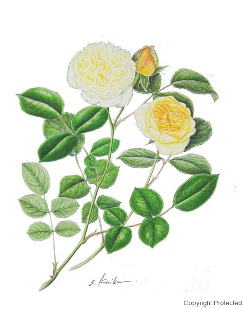 Rose バラの植物画ボタニカルアート | 私流の植物画