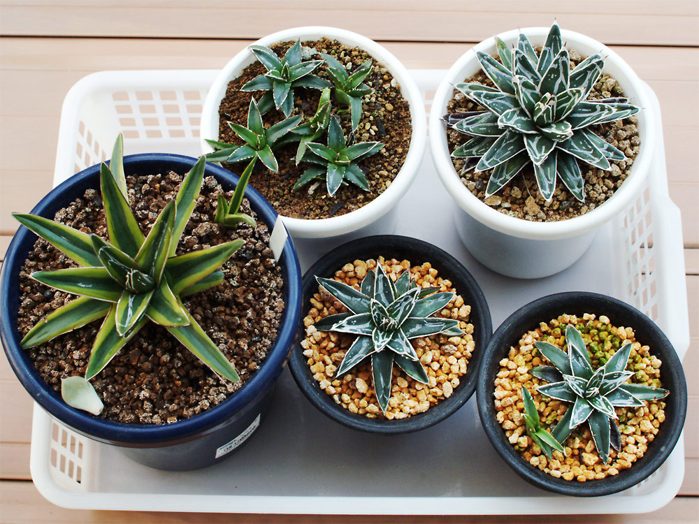 姫笹の雪と笹の雪黄覆輪！ | Cometのサボテン栽培日記