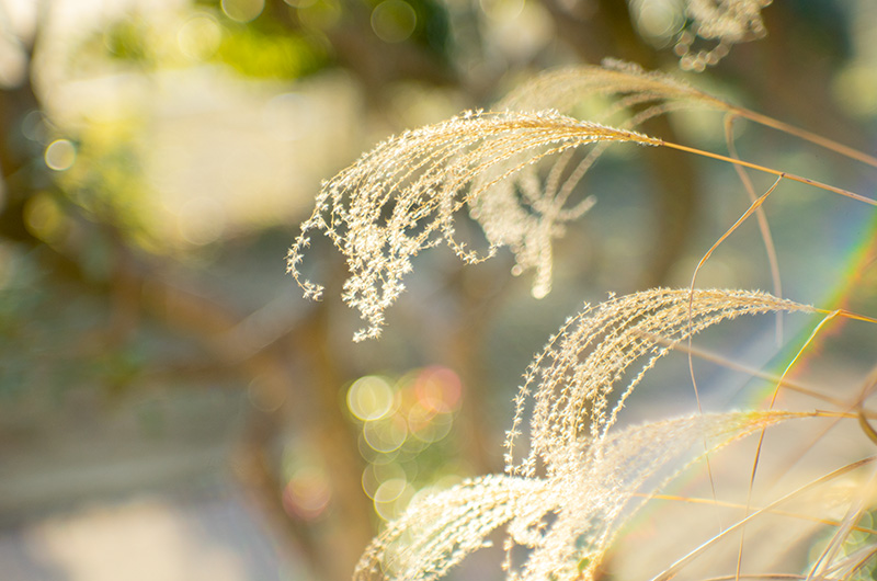 MC Jupiter-9 85mm F2（Jupiter-9）サンライズカメラ公式ブログ｜中古