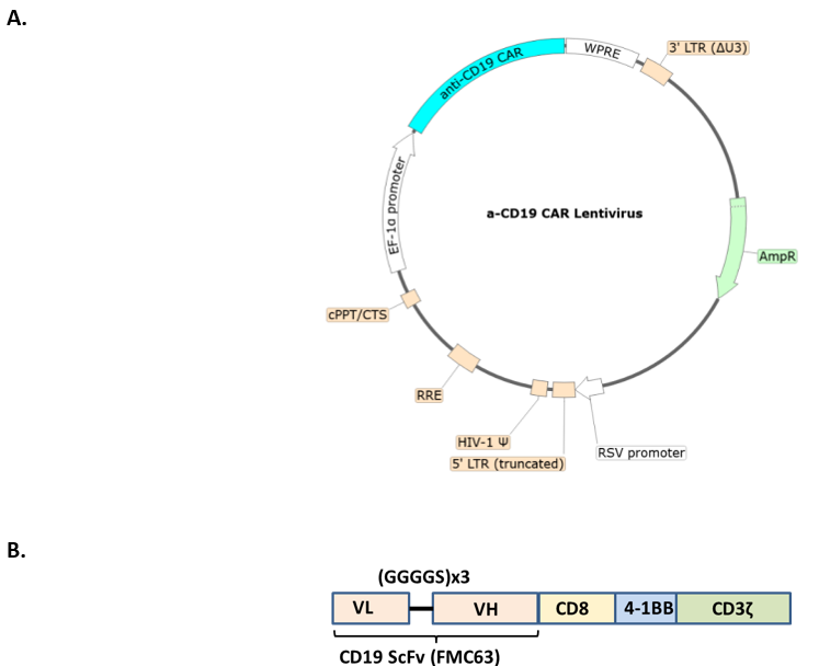 Anti-CD19 CAR Lentivirus (CD19 ScFv-CD8-4-1BB-CD3ζ; SIN Vector