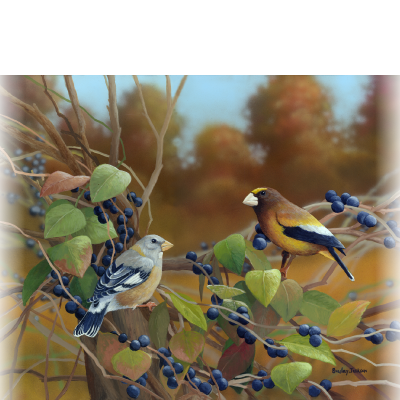 Bradley Jackson | Wildlife Artist