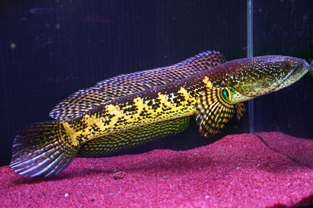 90cm水槽で飼育できる】スネークヘッド4種類飼い方まとめ - ABYの